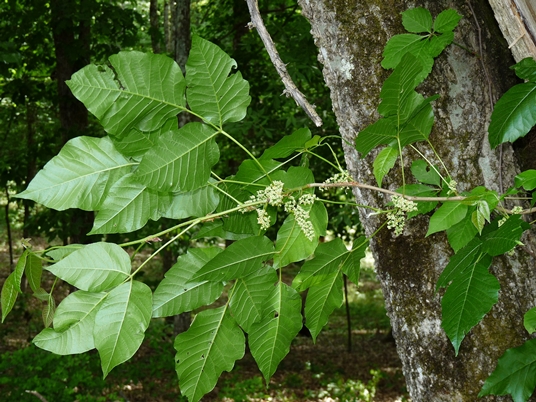 {Toxicodendron radicans}